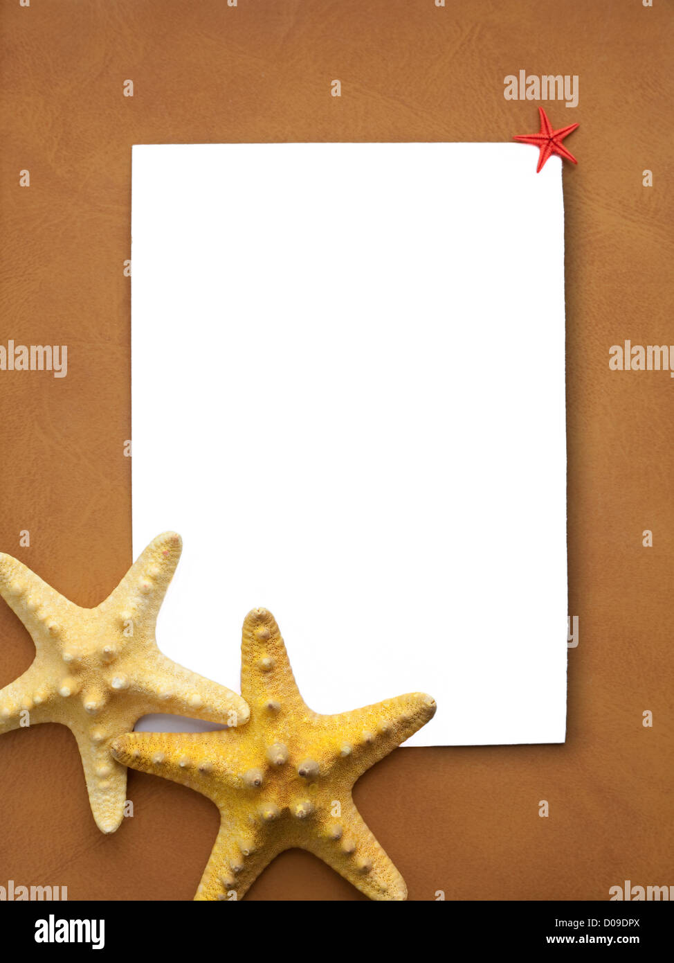 Telaio con stelle di mare e uno spazio vuoto per il testo Foto Stock