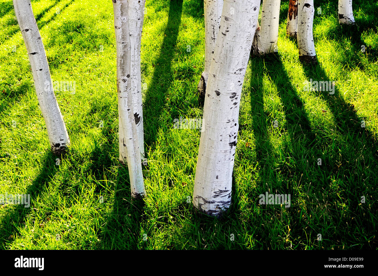 Numerosi white aspen alberi con ombre scure e erba verde Foto Stock