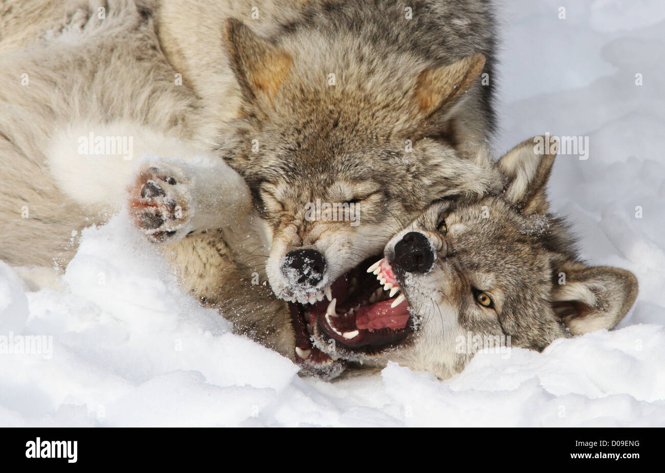 Legname lupi combattimenti in inverno Foto Stock