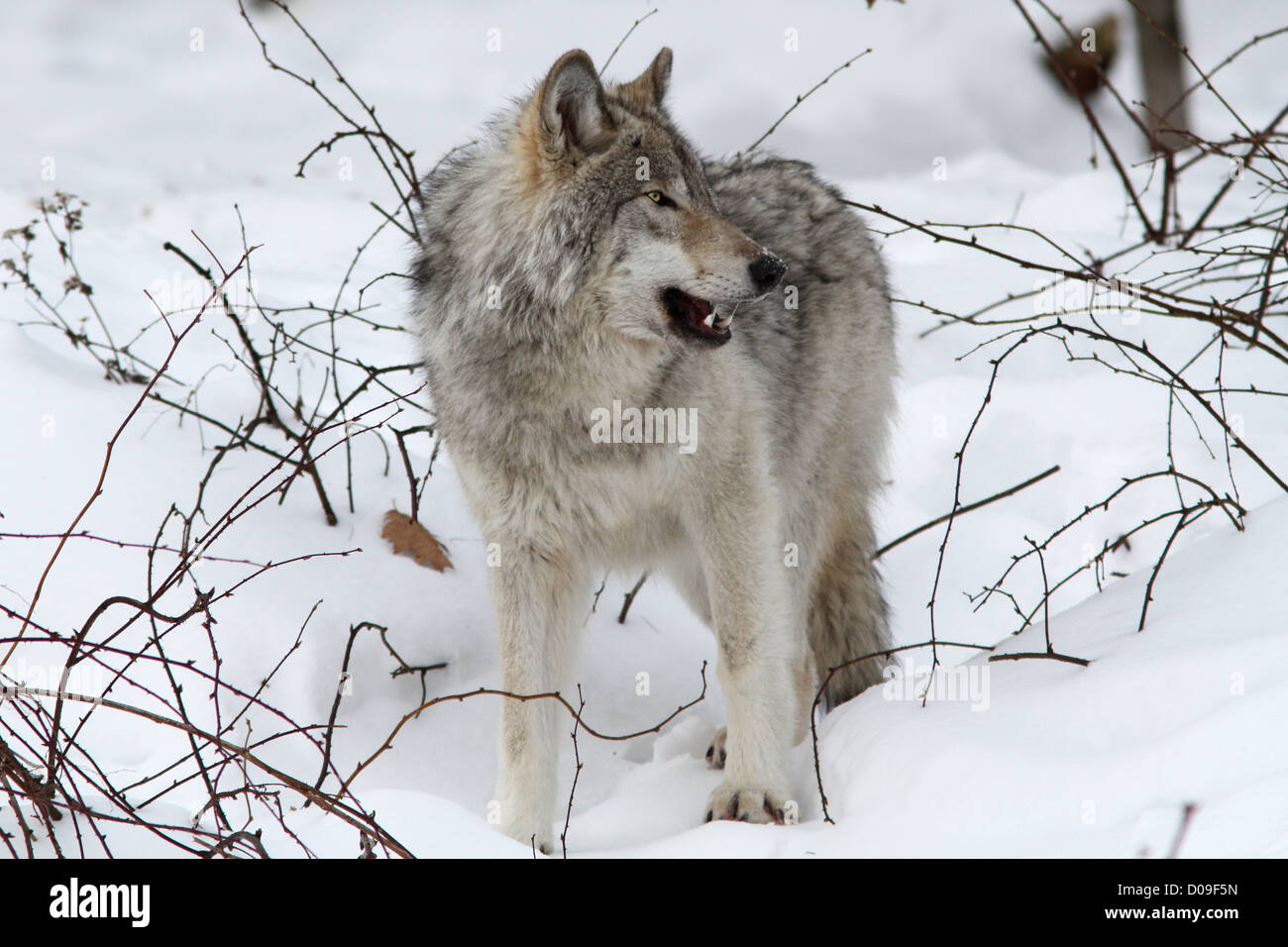 Maschio alfa timber wolf in inverno. Foto Stock