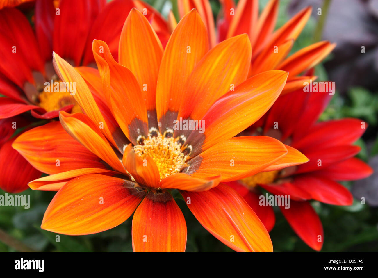 Gazania Coltivazione E Cura
