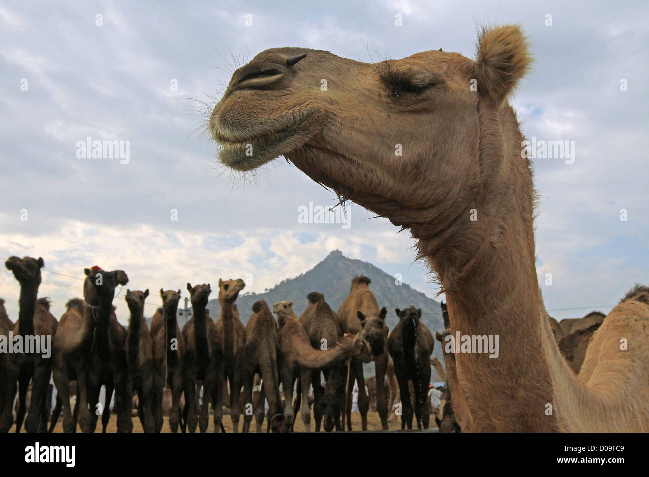 Cammello all'Pushkar Camel Fair in Rajasthan in India. Camel sono negoziate presso l annuale Pushkar ke Mela fiera del bestiame e il festival Foto Stock
