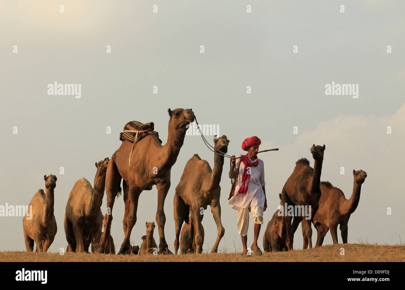 Un proprietario o herder passeggiate con i suoi cammelli a Pushkar Camel Fair in Rajasthan in India. Gli animali sono scambiati all'annuale Mela Foto Stock