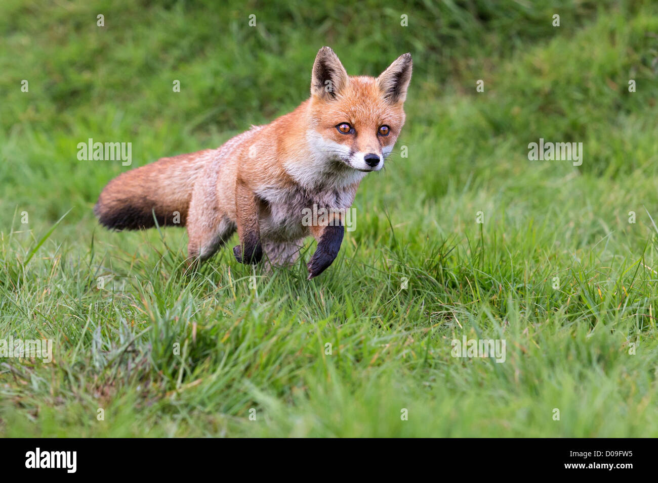 Fox in esecuzione attraverso un campo erboso Foto Stock