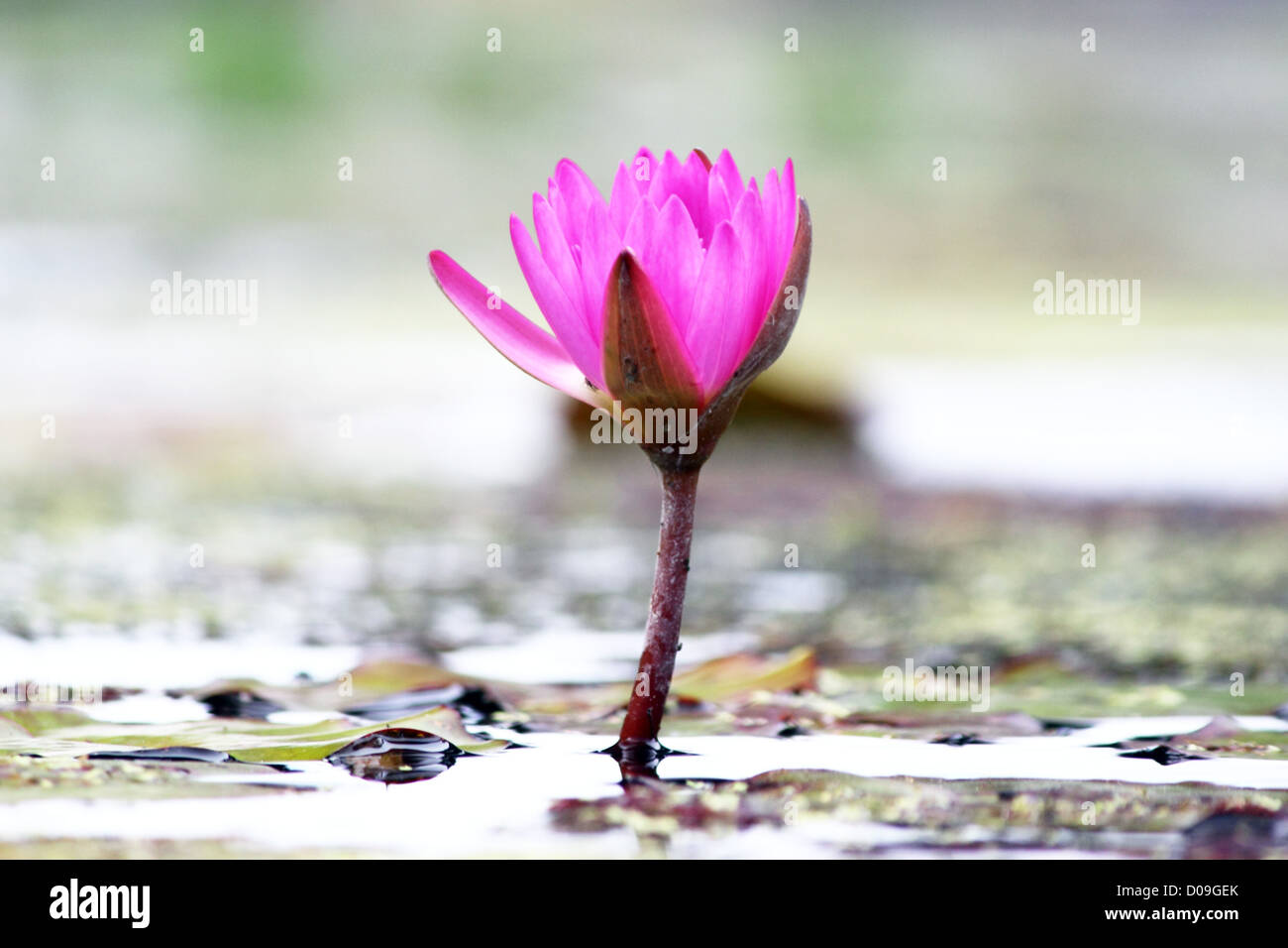 Fotografia di un giglio di acqua con fiore in fiore Foto Stock