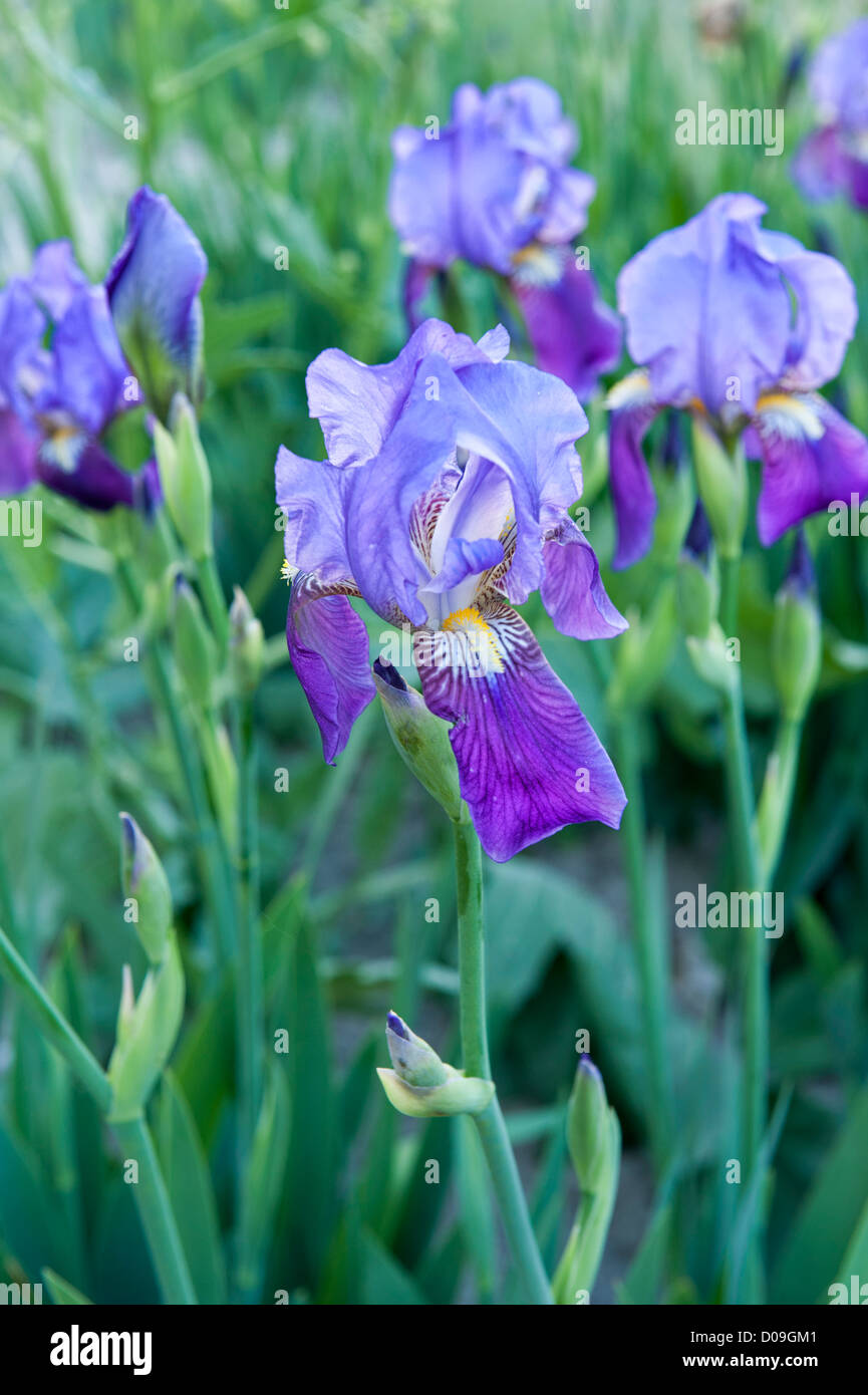 Barbuto o iris Iris attica, Anatolia, Turchia Foto Stock