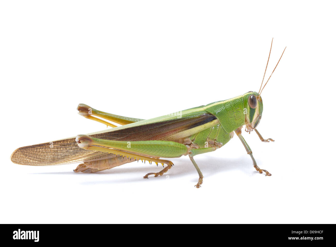 Grasshopper isolati su sfondo bianco. Foto Stock