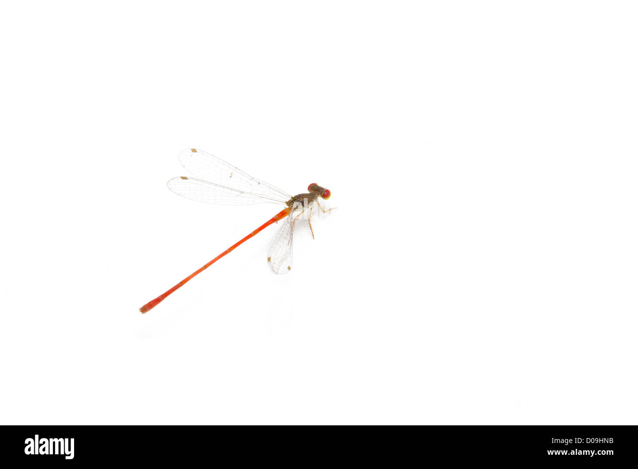 Poco colorato dragonfly isolati su sfondo bianco. Foto Stock
