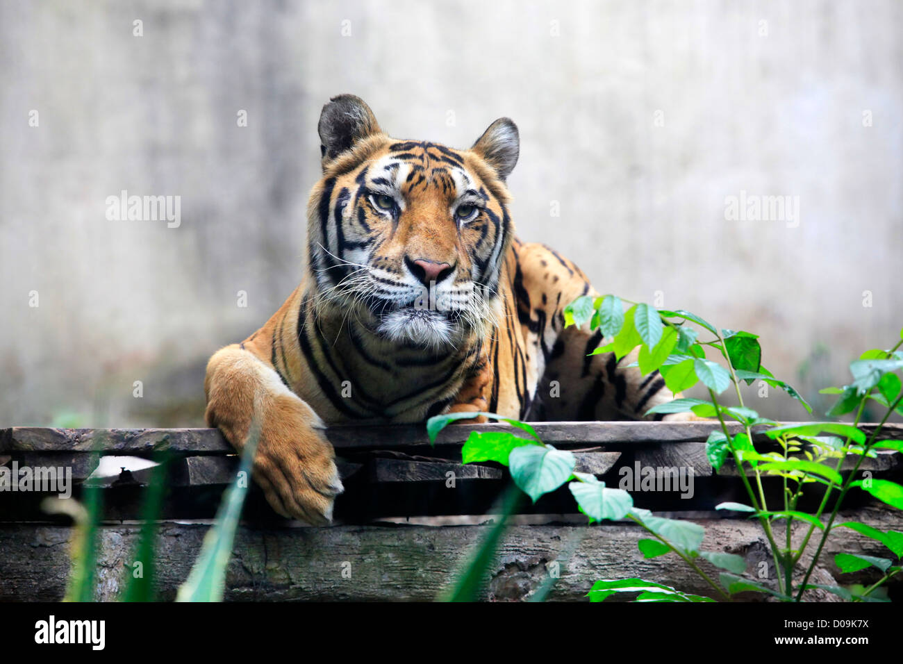 La tigre di una volta entrati in una trappola e perso una zampa ora vive in uno zoo di Bali. Indonesia Foto Stock