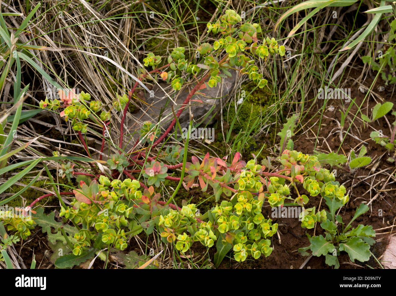 Portland (Euforbia Euphorbia portlandica) su scogliere, Berry Head, Devon, Inghilterra, Regno Unito Foto Stock