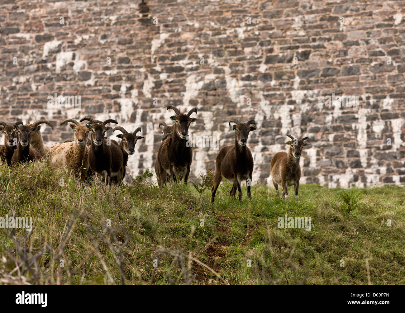 Pecore Soay mandria, utilizzate per il pascolo e la navigazione, Berry Head, Devon, Inghilterra, Regno Unito Foto Stock