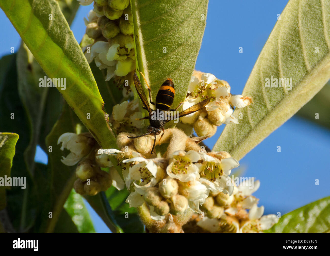 Asian predatori di wasp (Vespa velutina) su Nespole del Giappone Eriobotrya japonica fiori Foto Stock