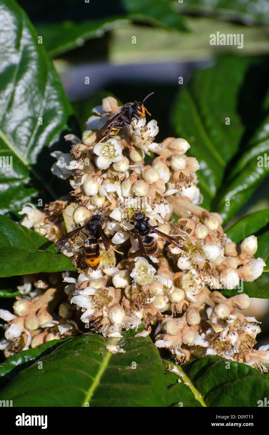 Asian predatori di vespe (Vespa velutina) su Nespole del Giappone Eriobotrya japonica fiori Foto Stock