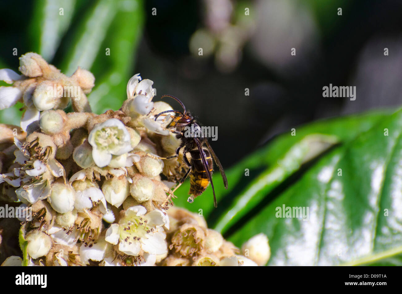 Asian predatori di wasp (Vespa velutina), su Nespole del Giappone Eriobotrya japonica fiori Foto Stock