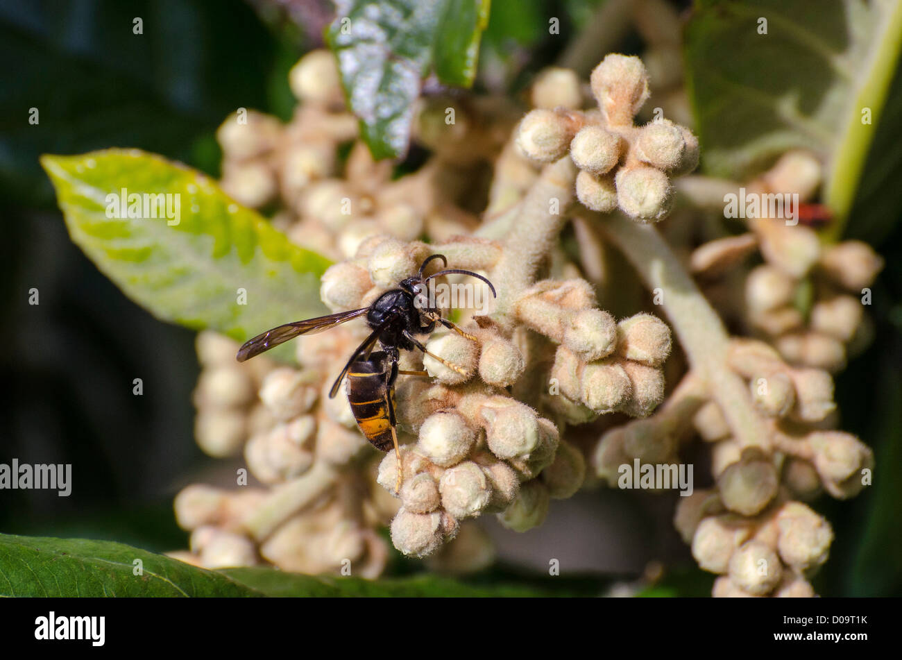 Asian predatori di wasp (Vespa velutina) su Nespole del Giappone Eriobotrya japonica fiori Foto Stock