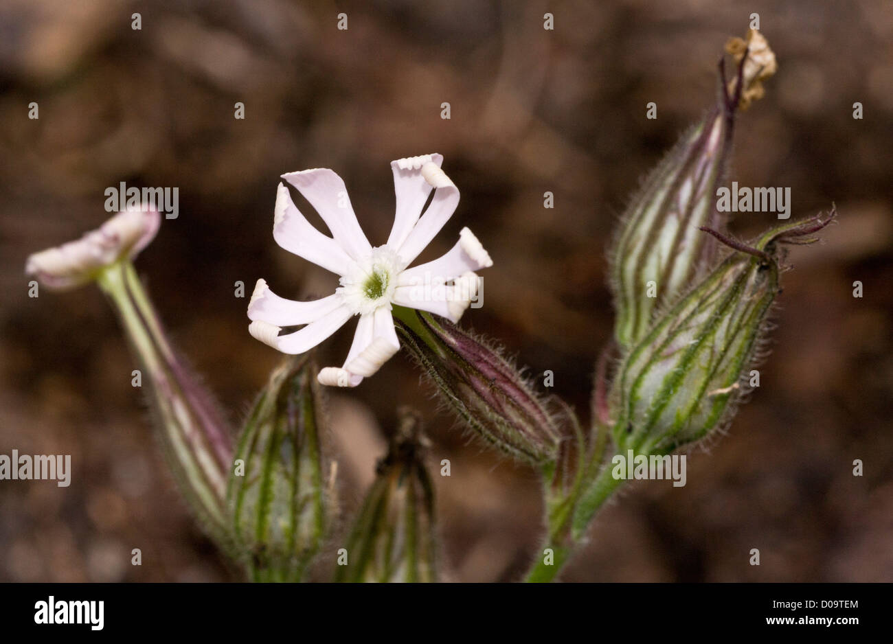 Notte-fioritura (catchfly Silene noctiflora) close-up, Dorset, Inghilterra, Regno Unito. Raro cornfield infestante. Foto Stock