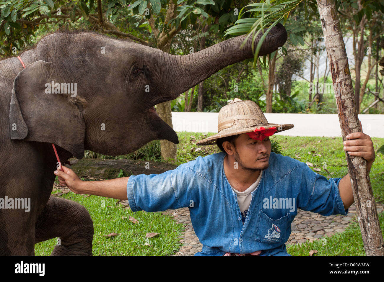 Proprietario hanno difficoltà a controllare la sua giovane fastidioso avidi Elephant Thai Elephant Conservation Centre LAMPANG THAILANDIA ASIA Foto Stock