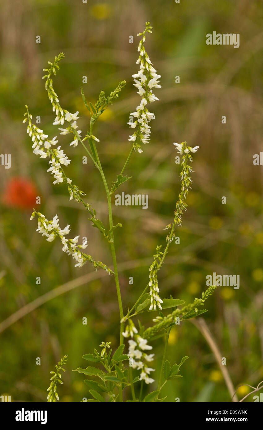 Melilot bianco (Melilotus alba) nel settore dei seminativi, Ranscombe Farm riserva naturale, Kent, England, Regno Unito Foto Stock