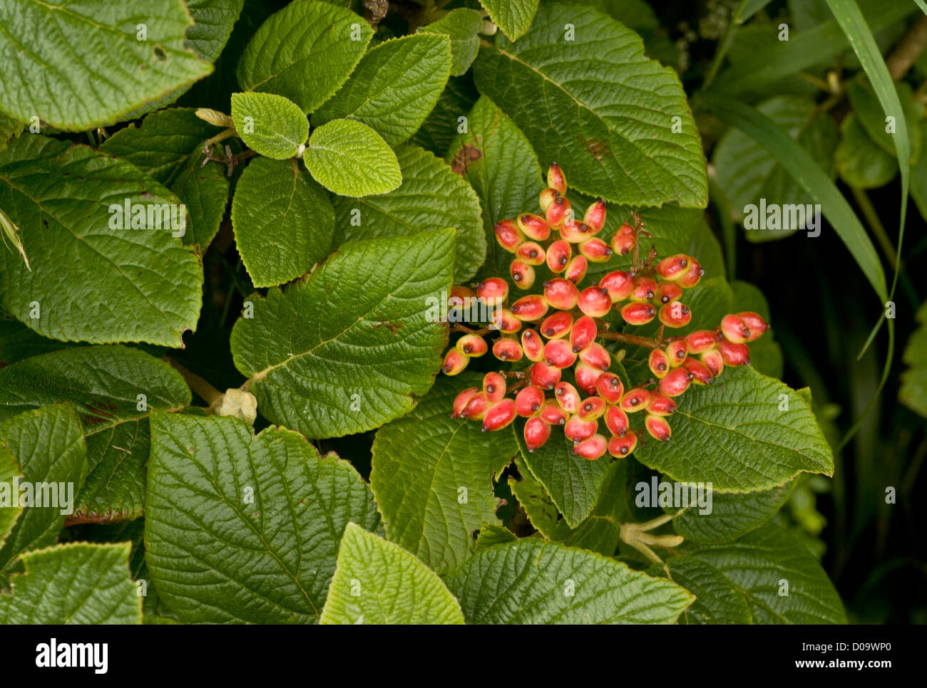 Wayfaring Tree (Viburnum lantana) nella frutta, nella tarda estate; chalk downland, Kent, England, Regno Unito Foto Stock