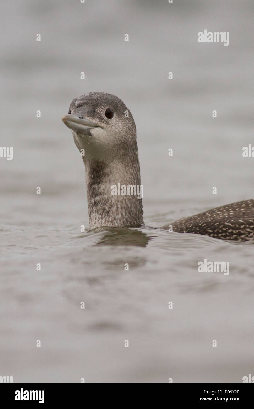 Red Throated Diver (Gavia stellata) in inverno piumaggio in St Mary's Harbour, Isole Scilly Foto Stock