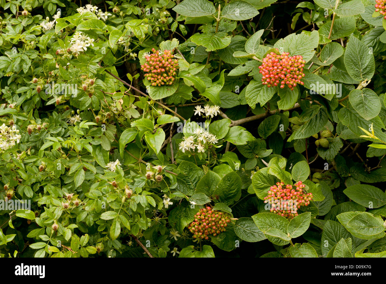 Bordo del bosco con Wayfaring Tree, rosa canina e uomo vecchio con la barba, Ranscombe Farm riserva naturale, Kent, England, Regno Unito Foto Stock