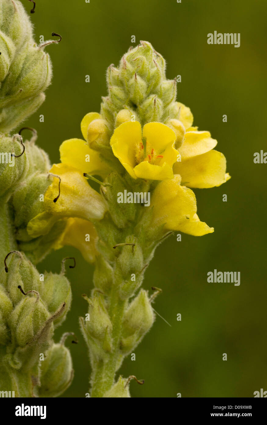 Grande Mullein o la Verga di Aronne (Molène thapsus) in fiore, close-up Foto Stock