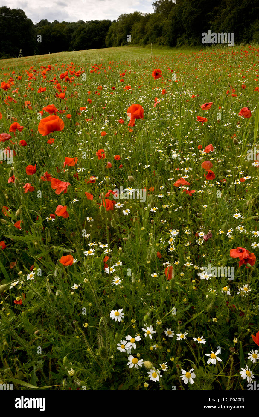 Comune di papaveri e camomilla di mais nel campo della cucina a Ranscombe Farm riserva naturale, Kent, England, Regno Unito Foto Stock