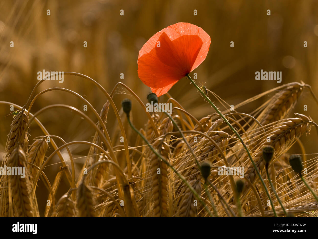 Comune di papavero (Papaver rhoeas) in cornfield, Ranscombe Farm riserva naturale, Kent, England, Regno Unito Foto Stock