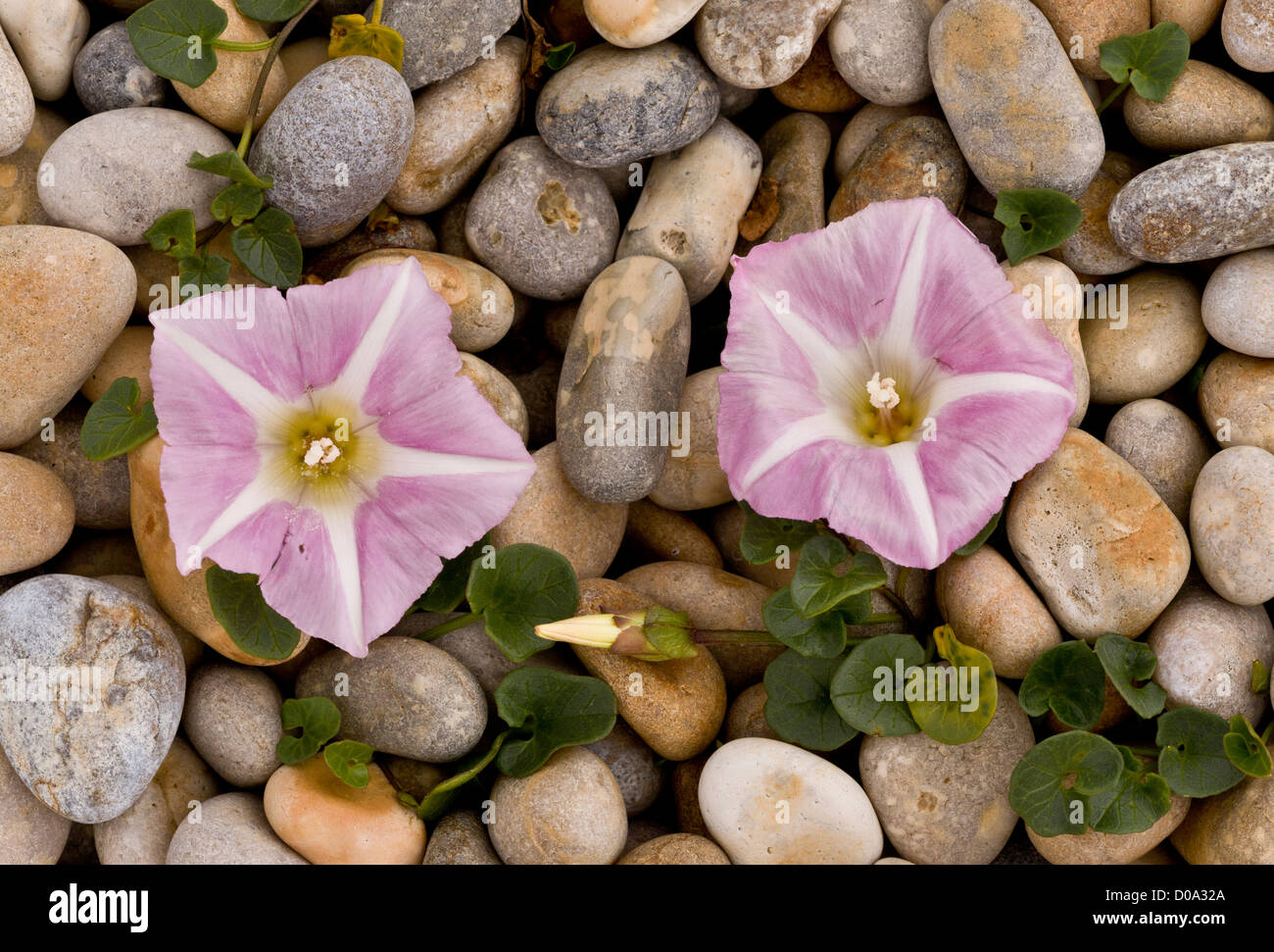 Vilucchio marittimo (Calystegia soldanella) in fiore sulla spiaggia di ciottoli di Weymouth Dorset, Regno Unito Foto Stock