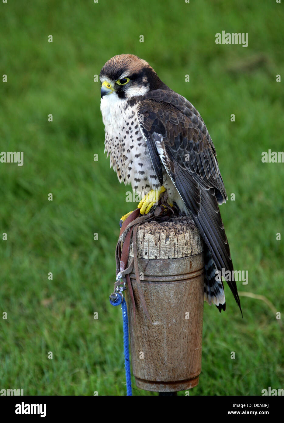 Lanner Falcon, Falco biarmicus, Falconidi, Falconiformes. In Europa, in Africa e in Asia. Foto Stock