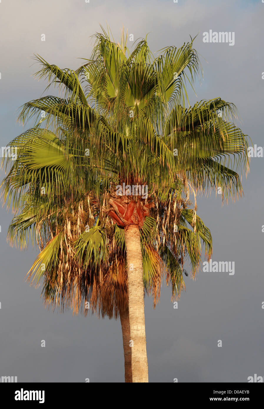Ventola cinese Palm, Fontana cinese Palm, Serdang Palm, Livistonia chinensis Arecaceae, Palmae. Tenerife, Isole Canarie, Spagna. Foto Stock
