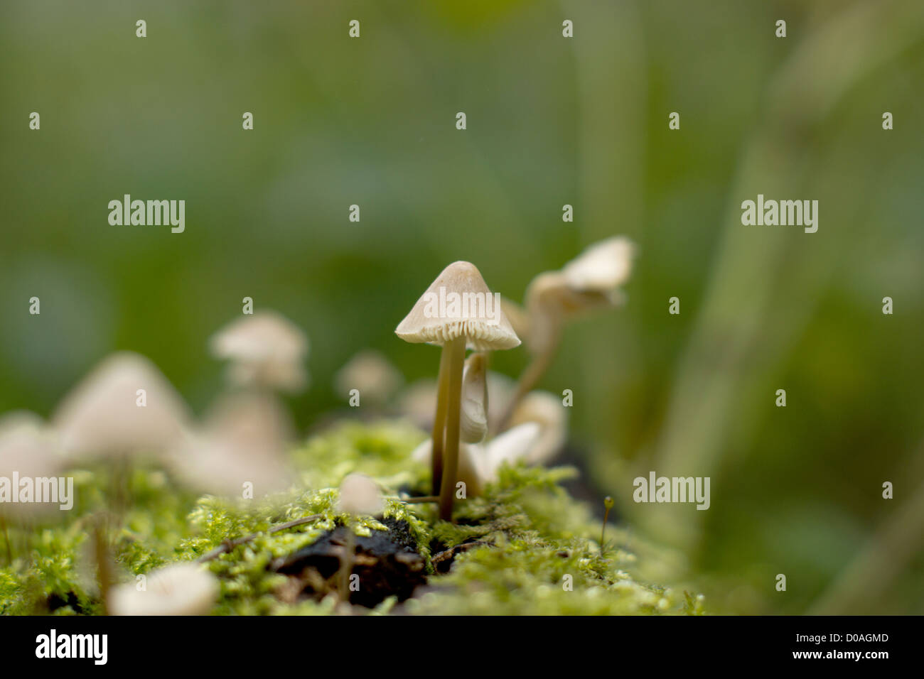 I funghi selvatici in autunno Foto Stock