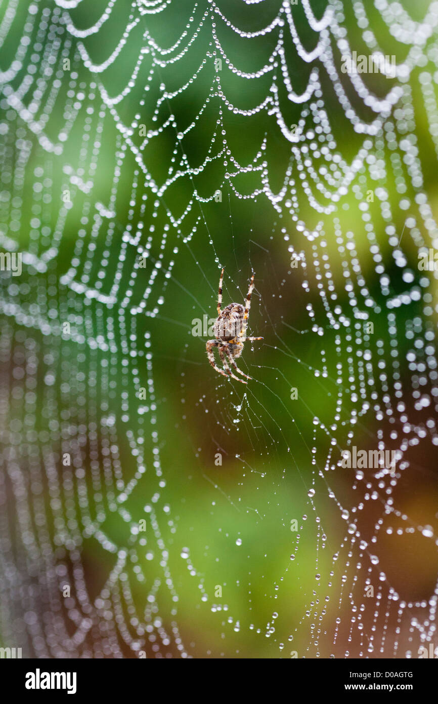 Croce o giardino, ragno Araneus diadematus, su un sito web Foto Stock