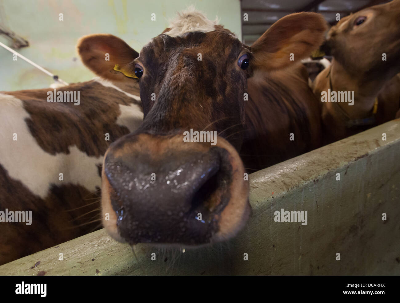 Vacca islandese in una fattoria stabile nel nord-ovest dell'ISLANDA EUROPA Foto Stock