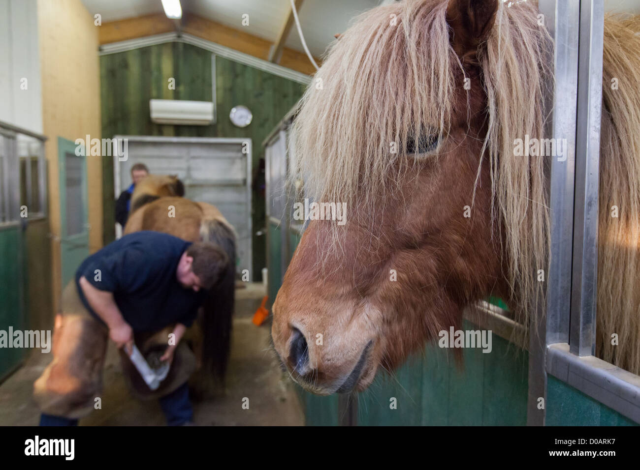 La ferratura di un cavallo stabile nel nord-ovest dell'ISLANDA EUROPA Foto Stock