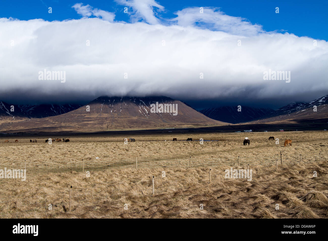 Allevamento di cavalli islandesi in un paesaggio vulcanico del nord Europa Islanda Foto Stock