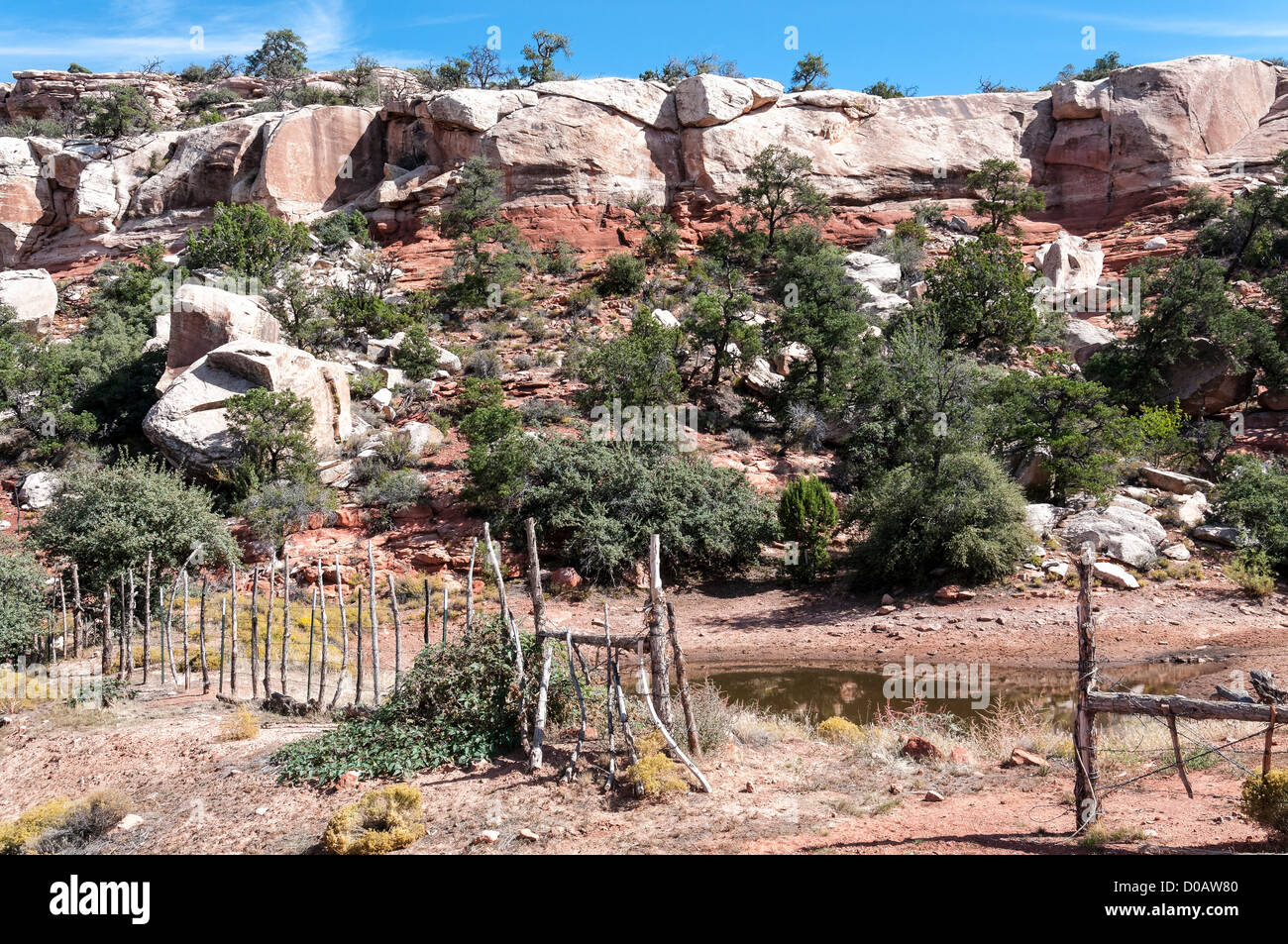 Bovini di stagno, Grand Wash Cliffs Trail, Grand Wash Cliffs Wilderness Area, Grand Canyon-Parashant monumento nazionale, Arizona. Foto Stock