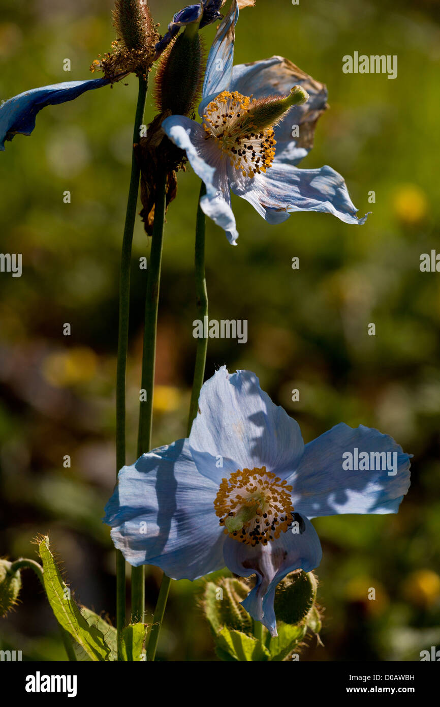 Un papavero himalayano (Meconopsis betonicifolia) nella coltivazione, close-up Foto Stock