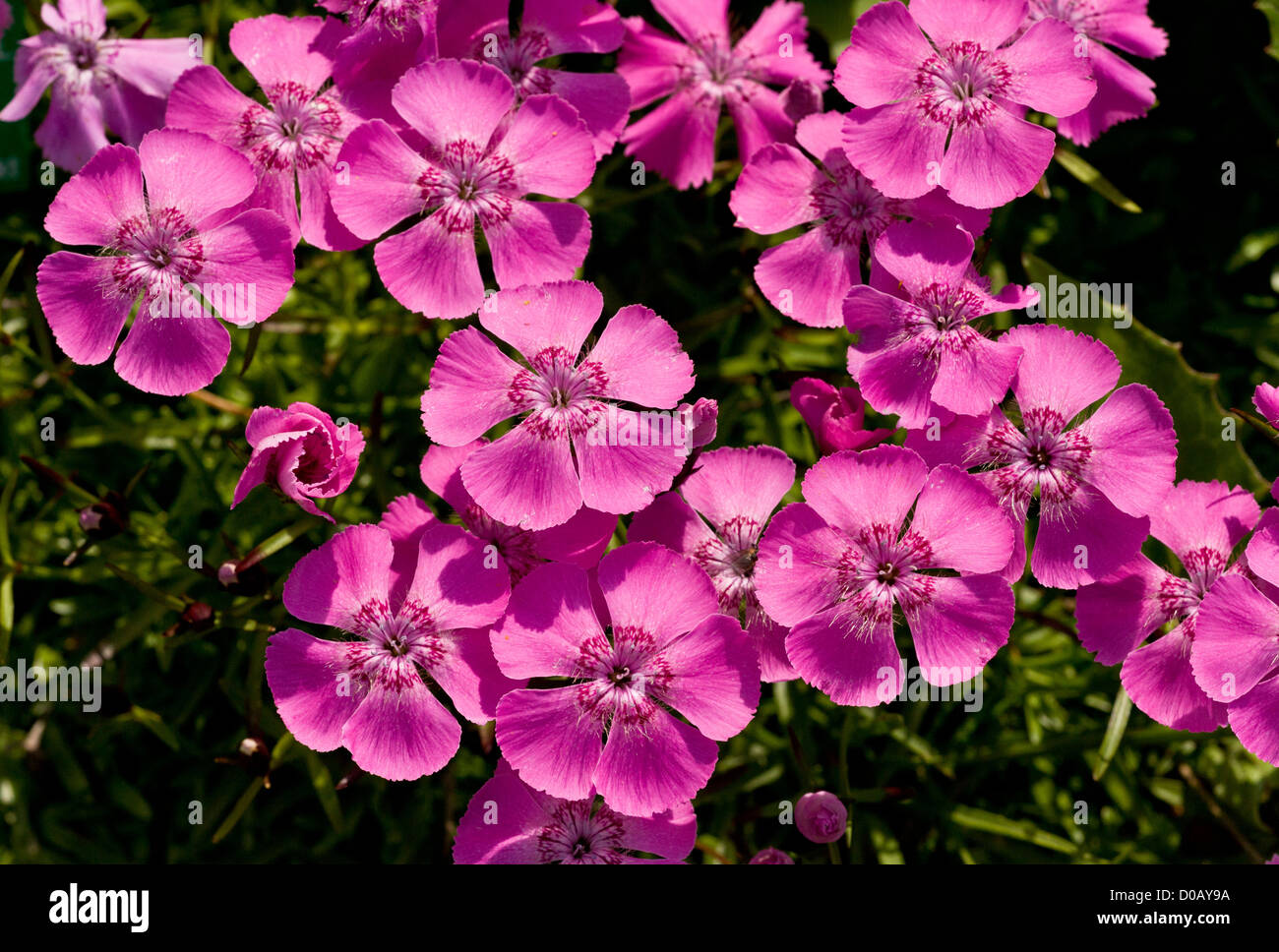 Rosa alpina (Dianthus Alpinus) in fiore sul calcare, close-up, Alpi Italiane Foto Stock