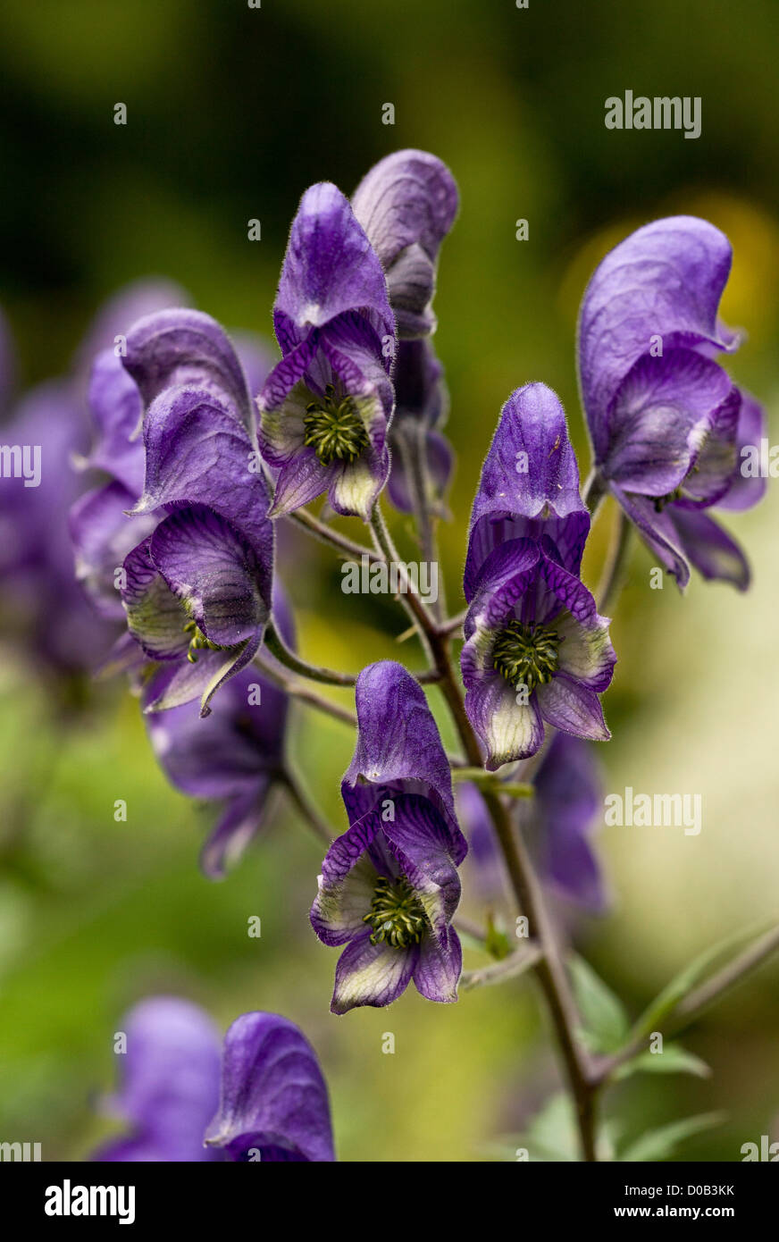 Monkshood comune (Aconitum napellus) in fiore, close-up, Alpi Italiane Foto Stock