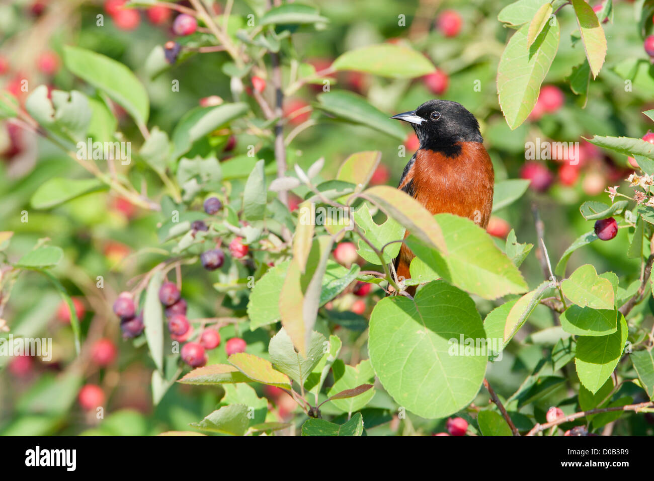 Orchard Oriole arroccato in Serviceberry Tree Foto Stock