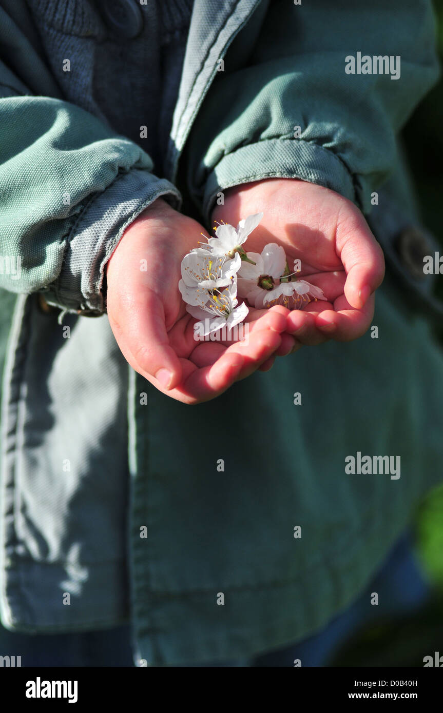 Piccola ragazza con fiori da un albero di prugna nella sua mano somme (80) FRANCIA Foto Stock