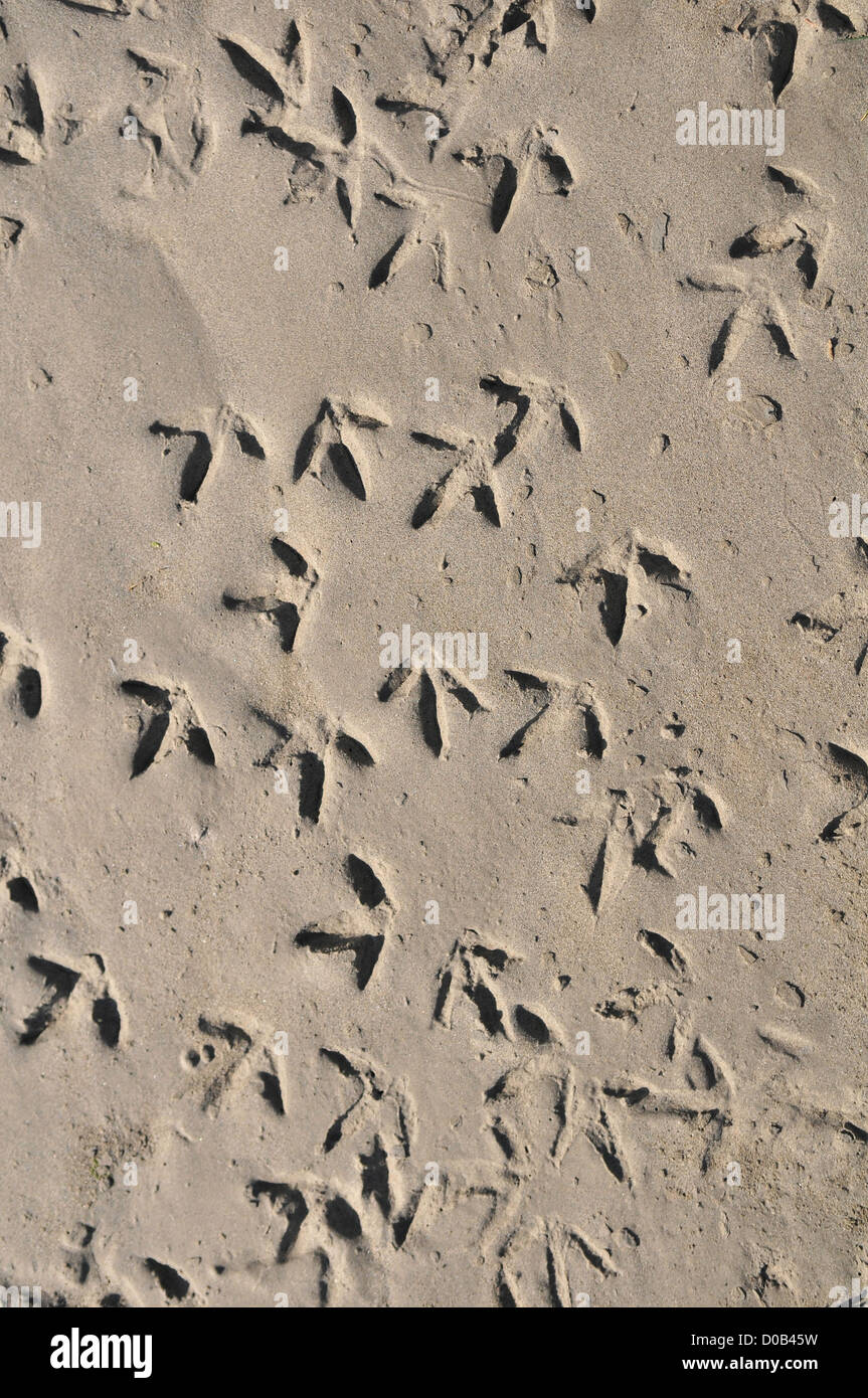 Le vie di gabbiani sulla spiaggia della baia di Somme (80) FRANCIA Foto Stock