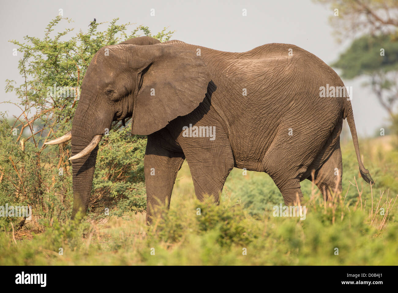 Elefante africano (Loxodonta africana) nel Khaudum National Park, Namibia. Foto Stock