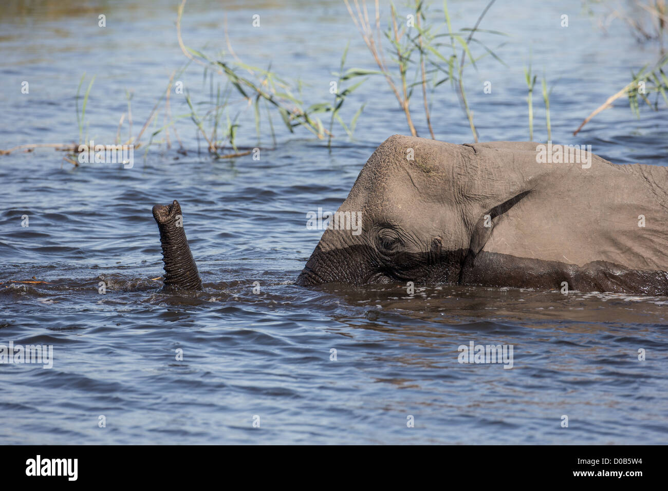 Elefante africano (Loxodonta africana) nel Mamili National Park, Namibia. Foto Stock