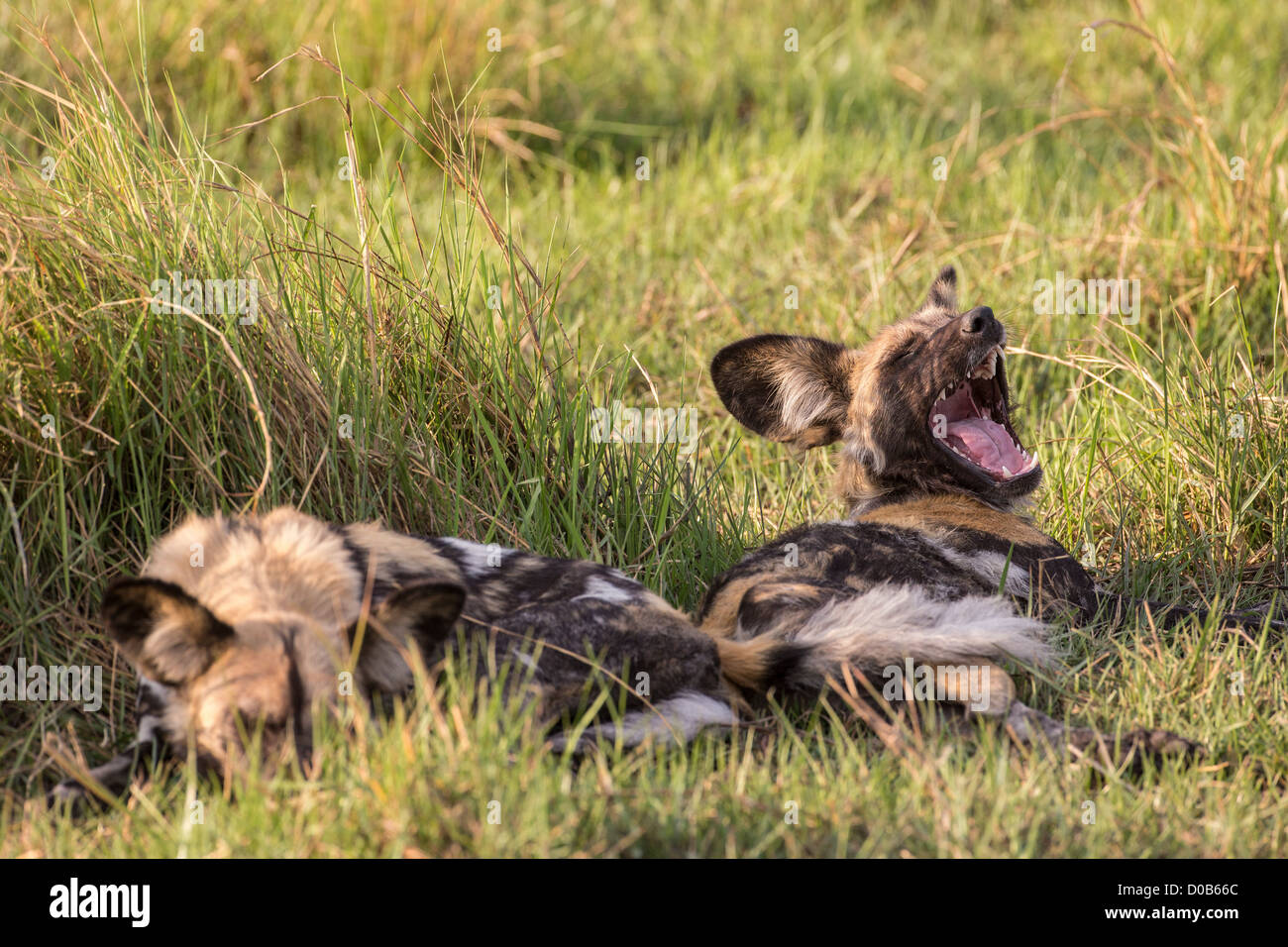 African wild dog (Lyacon pictus) nel Babwata National Park, Namibia. Foto Stock