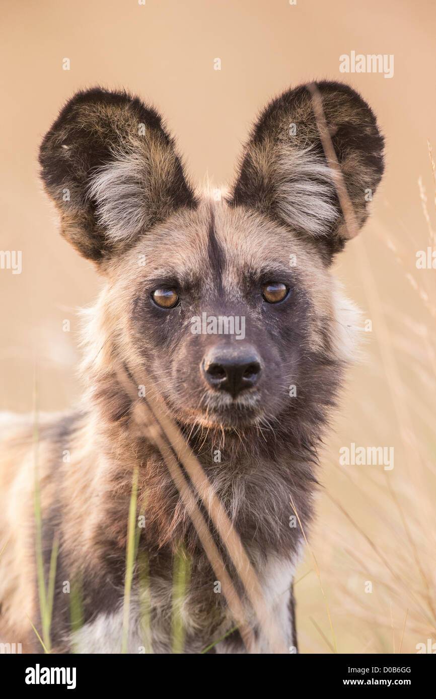 African wild dog (Lyacon pictus) nel Babwata National Park, Namibia. Foto Stock