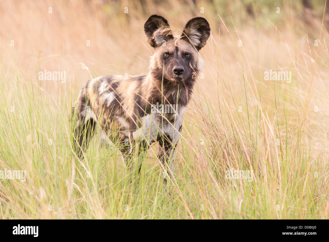 African wild dog (Lyacon pictus) nel Babwata National Park, Namibia. Foto Stock