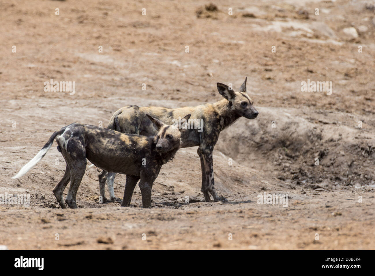 African wild dog (Lyacon pictus) nel Khaudum National Park, Namibia. Foto Stock