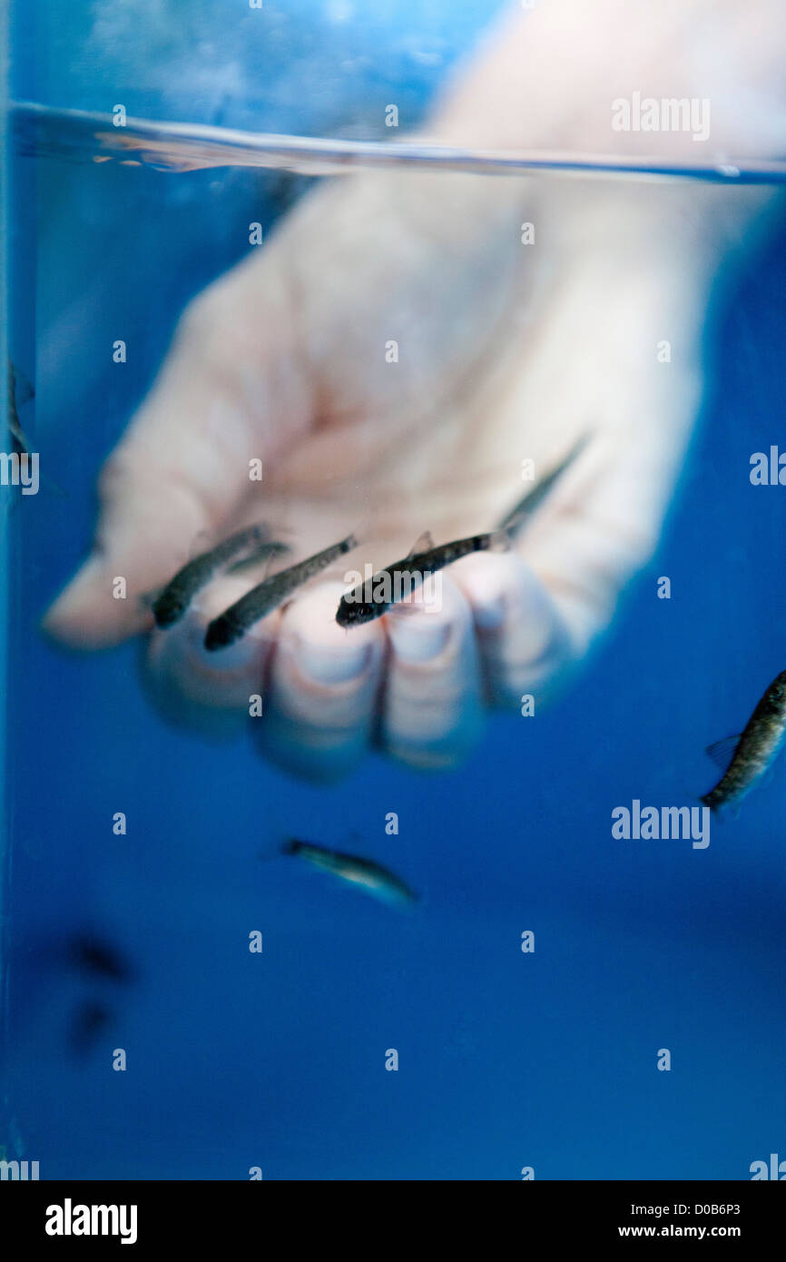 TERAPIA DI PESCE Foto Stock